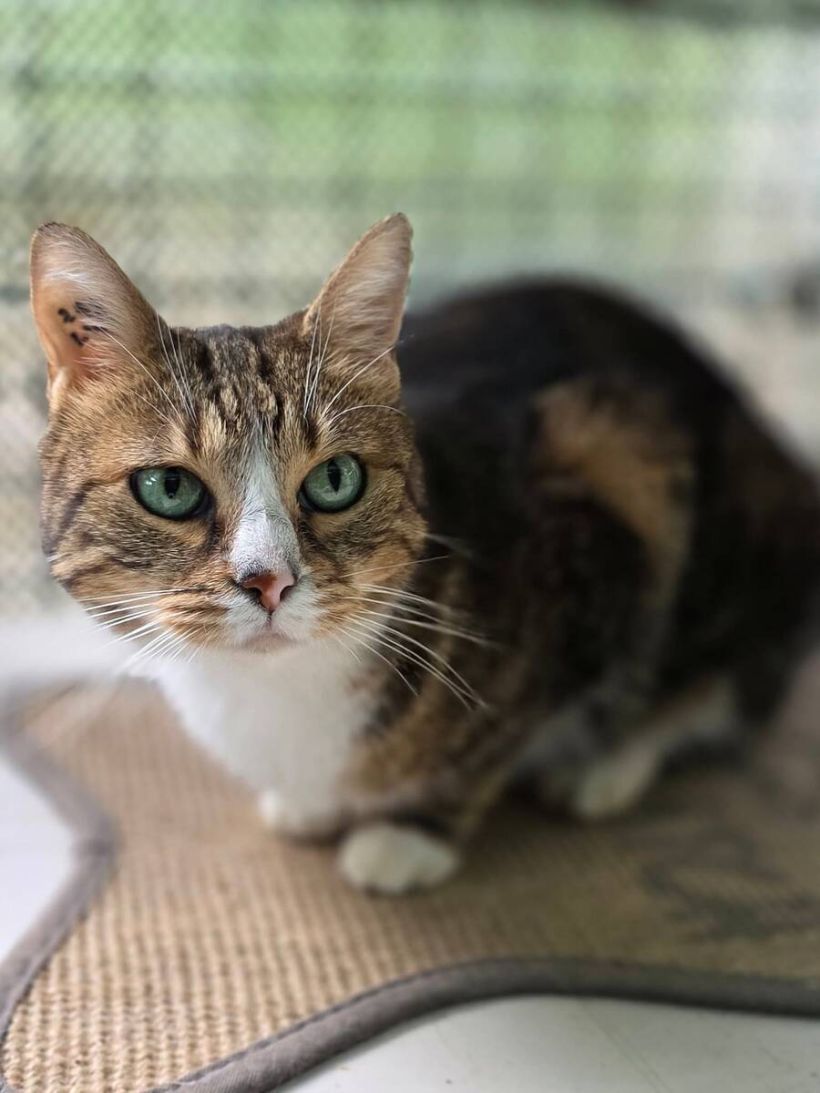 schtroumpfette.jpg -